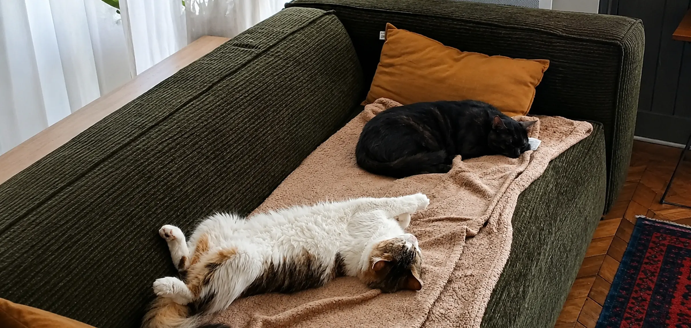 Deux chats endormis côte à côte sur le canapé de leur salon pendant l'absence de leur propriétaire