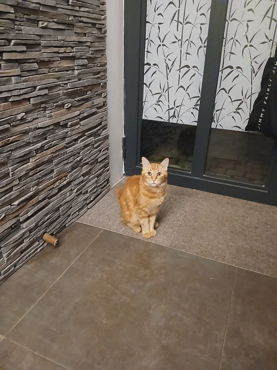 Un chat roux assis devant une porte vitrée, à la maison