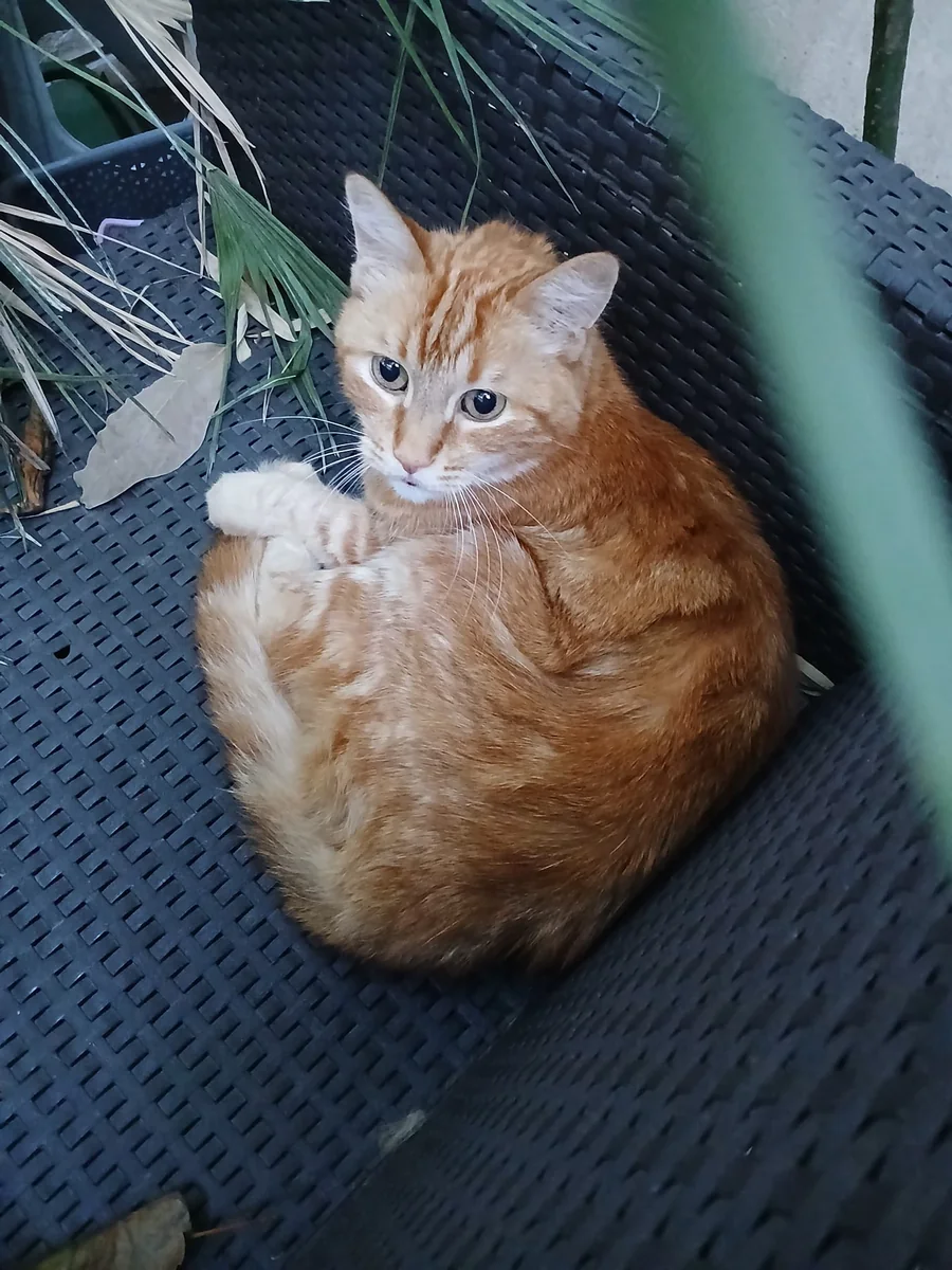 Un chat roux en boule sur une chaise de jardin