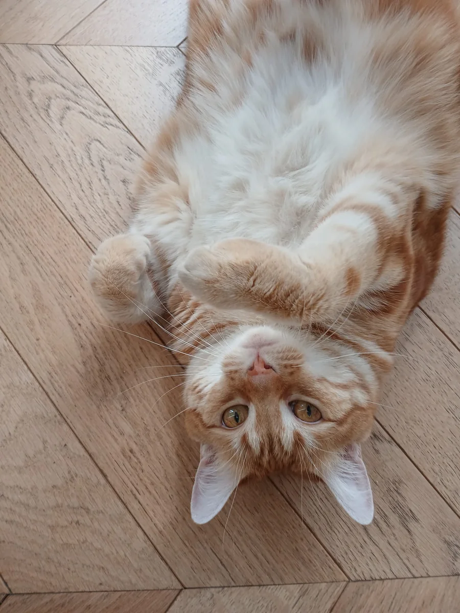 Un chat roux et blanc jouant sur le dos, sur un parquet