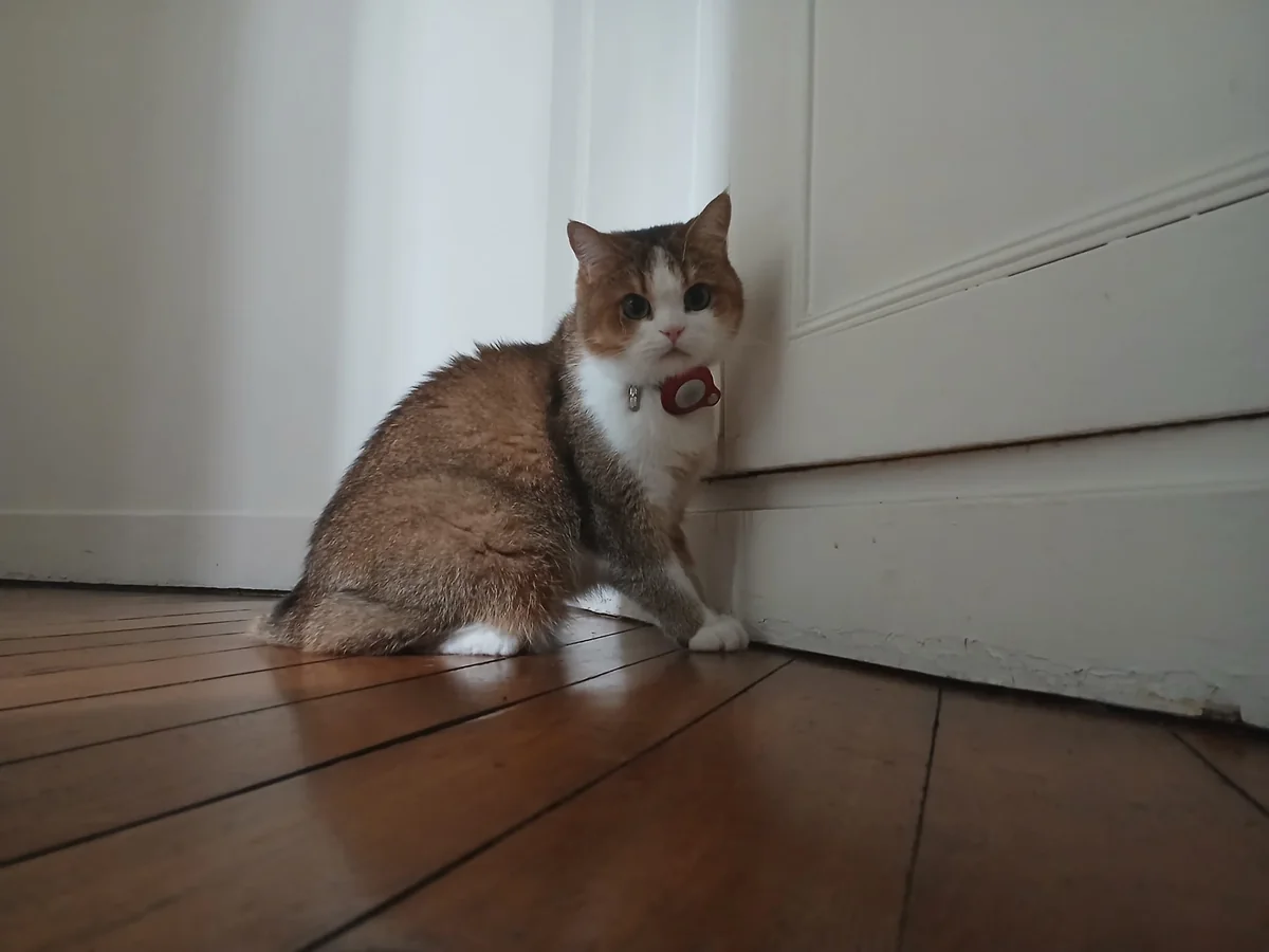 Un chat roux et blanc assis seul dans un couloir, chez lui