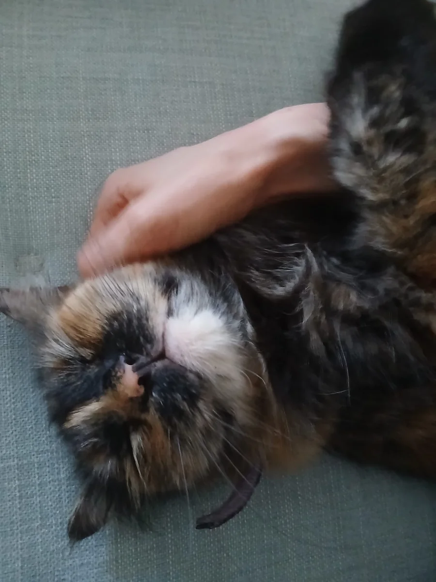 Une main caressant un chat écaille de tortue allongé sur le dos