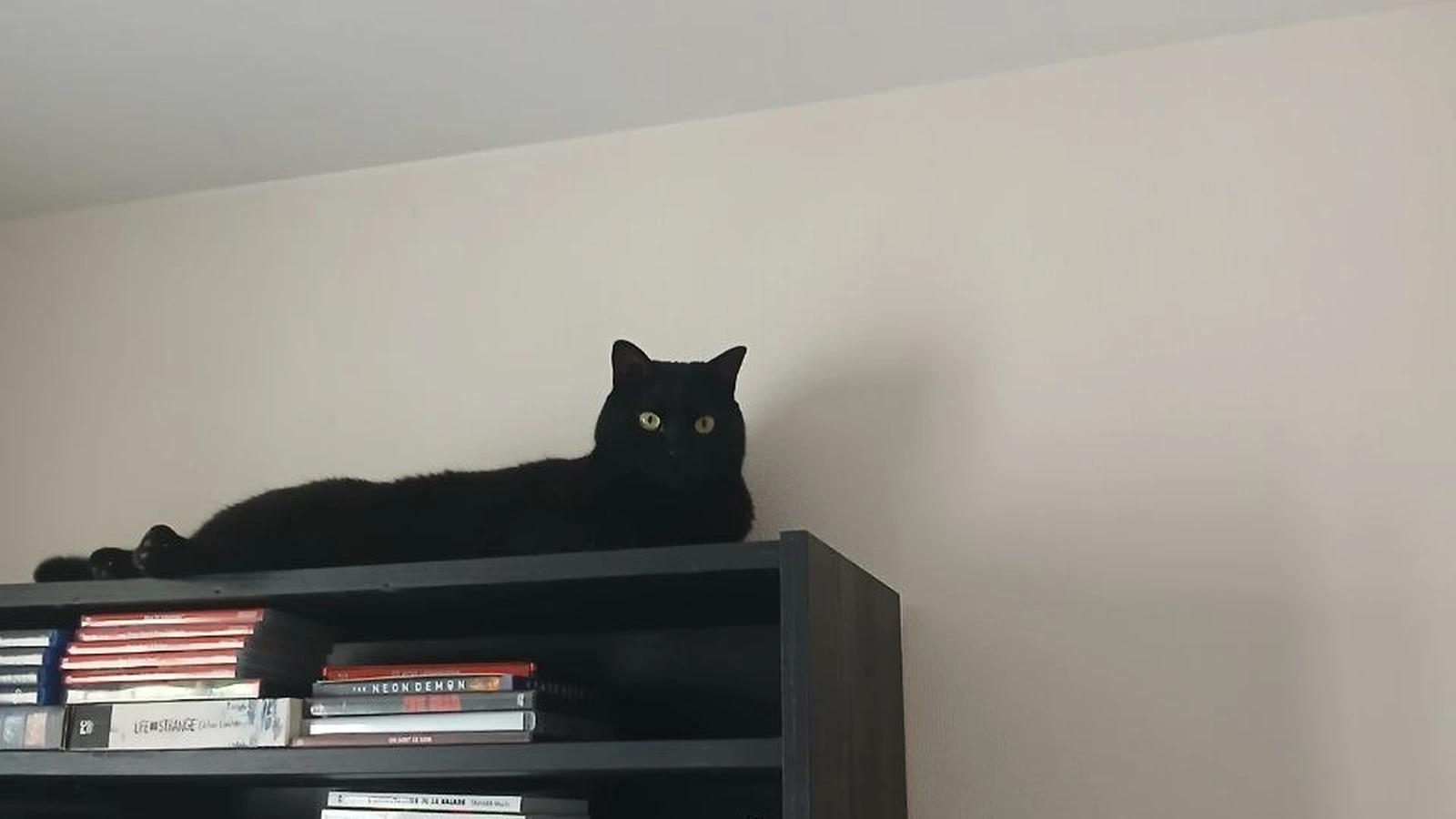 Un chat noir allongé sur le haut d'une bibliothèque, qui surveille le ménage sans lever la patte