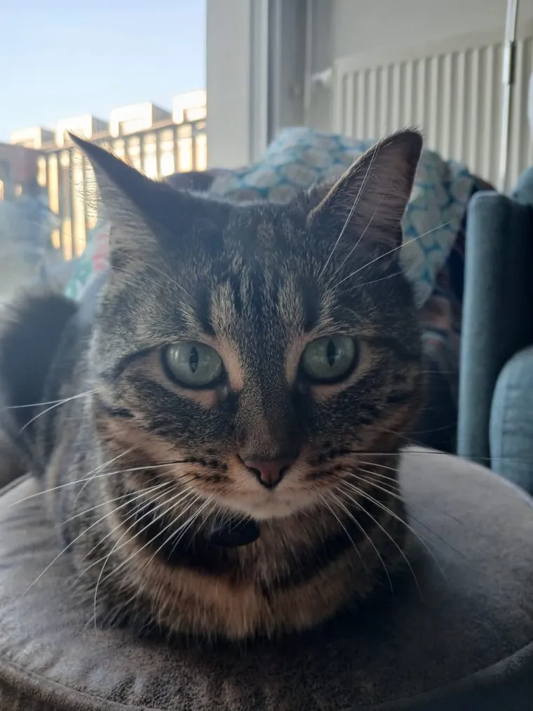 Un chat tigré tranquille chez lui, à l'abri des regards