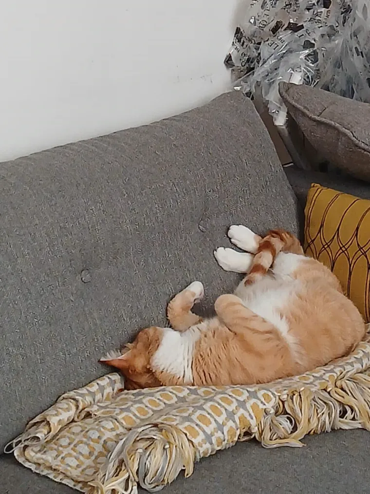 Un chat roux et blanc endormi sur le dos, en pleine forme
